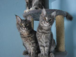 Attraktive Maine Coon s