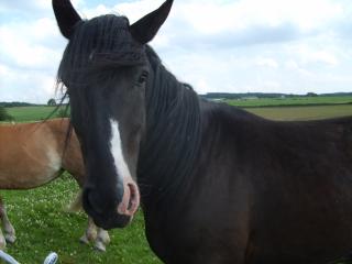 Andalusier Mix sucht liebe Reitbeteiligung