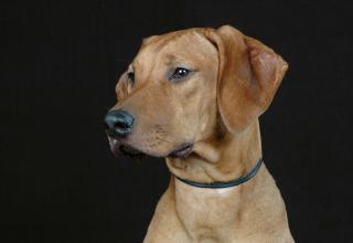 Rhodesian Ridgbackwelpen- South African Hunter Kennel