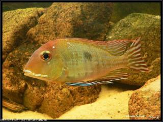 Ich suche GEOPHAGUS SP. TAPAJOS RED HEAD günstig