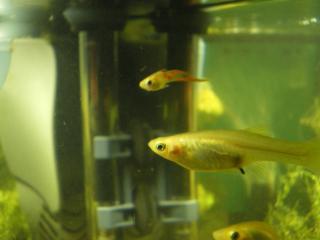 Sehr schöne blonde Endler-Guppys abzugeben