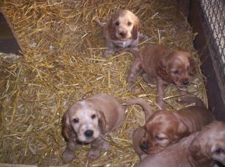 Süße English Cockerspaniel Welpen