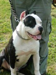 American bulldog-bully