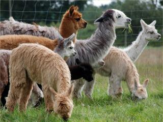 AVALON ALPACAS - größter Alpaka Zuchtbetrieb in Norddeutschland -