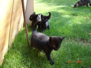 Drei kleine schwarze Kuschelkatzen suchen liebevolles Zuhause.