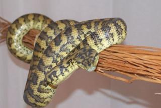 Teppichpython Zuchttier 0, 1 von 05. 05 Morelia spilota variegata