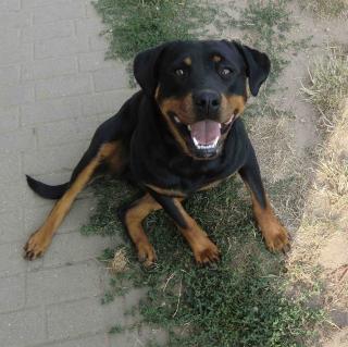 ROTTI-MÄDCHEN 1, 5 J sucht liebevolles ZUHAUSE