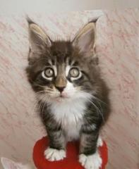 Zauberhaftes Maine Coon Katerchen mit Papieren