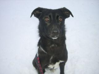 Border Collie - Labrador - Mix AGILA sucht Zuhause