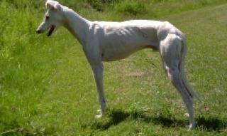 Galgo spanischer Windhund