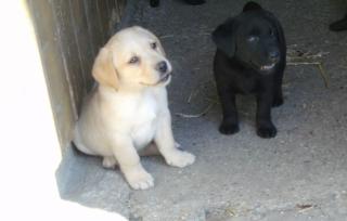 Süße schwarze und blonde Labradorwelpen aus Weltsiegerzucht abzugeben