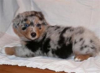 Australian Shepard Welpen