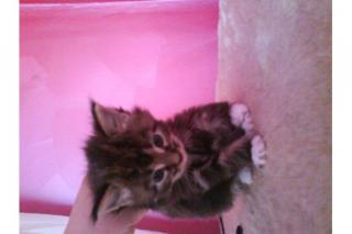 Maine Coon Kitten o. P.