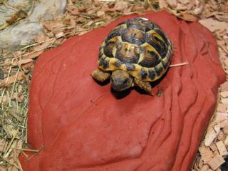 Griechische Landschildkröte