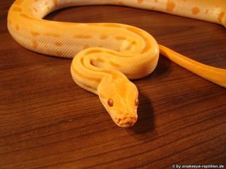 Green-Albino Tigerpython m zu verkaufen