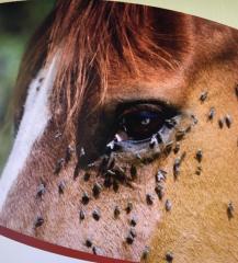 Natürliches Insektenspray-Pferde-Insekten Stop Insektenschutz-Spray