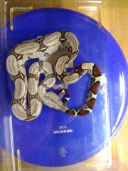 1. 1 Boa C. Constrictor Surinam/Pokigron