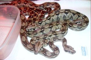 2. 2. Boa Constrictor Imperator Mix