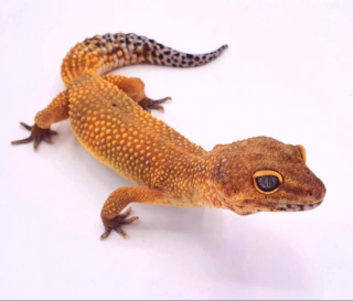 Leopardgecko Manderine Tangerine Weibchen von 2021