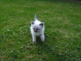 Snowbengal-colourpoint kitten