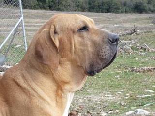 Fila Brasileiro Welpen