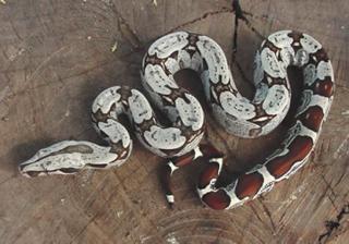 Boa constrictor constrictor mit besonderer Farbzeichnung