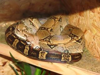 Boa Constrictor Constrictor pastell