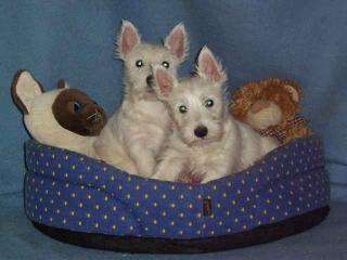 West Highland White Terrier Welpen vom deutschen Züchter