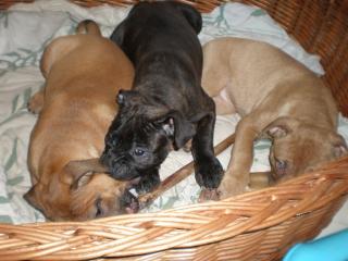 Südafrikanische Bulldogge Boerboel-Mix