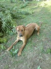 Verkaufe einen 2 jährigen Rhodesian Ridgeback Rüden