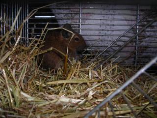 Degu weiblich, 3 Jahre alt sucht dringend neues Zuhause