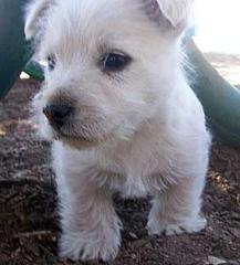 Westie Welpen aus liebevoller Familienaufzucht