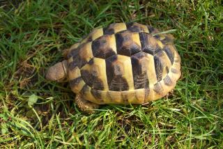 Verkaufe Griechische Landschildkröten