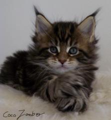 Traumhafte Maine Coon Kitten