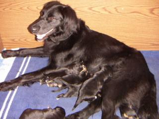 Irish-Setter-Englisch-Pointer-Welpen