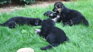 Altdeutsche Schäferhunde von Castelano aus Berlin