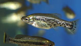 Suche Wildformen von Lebendgebärenden Zahnkarpfen keine Guppys