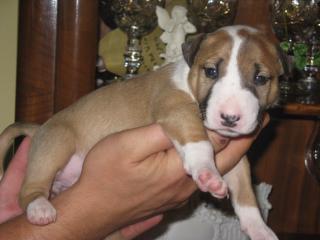 Miniatur Bullterrier