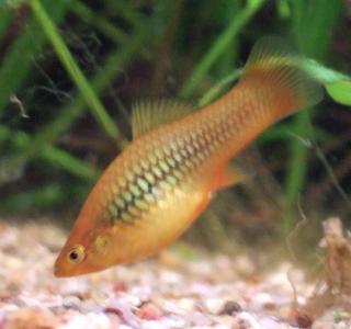 Platys abzugeben