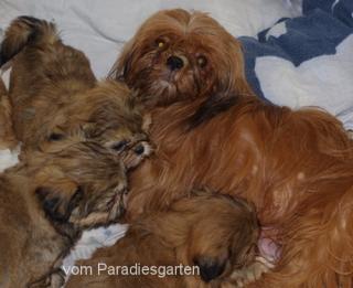 Shih Tzu Welpen