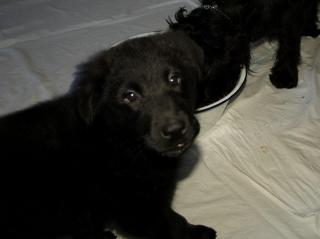 Schnauzer-Mix-Rüden schwarz mit Locken