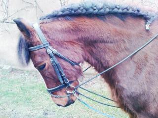 Kleiner Brauner sucht Reitbeteiligung.