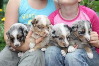 Australian Shepherd Welpen in tolen Farben mit Papieren