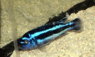 Melanochromis maingano