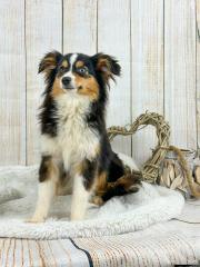 Mini Aussie Junghündin