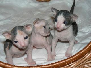 Don sphynx baby