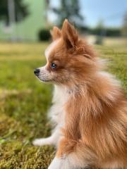 Zwergspitz pomeranian