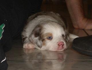 Mini Australian Shepherd Welpen