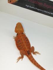 Schöne Rote und weiße Bartagamen Hypo Translucent Zero Pogona Vitticeps Abzugebe