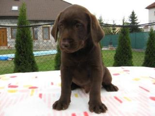 Labardor Retriever, Welpen mit Papieren